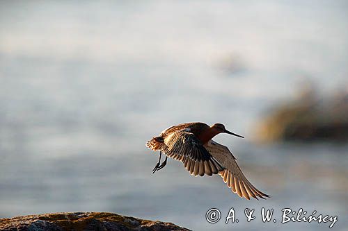 Szlamnik zwyczajny, szlamnik rdzawy, szlamik, Limosa lapponica