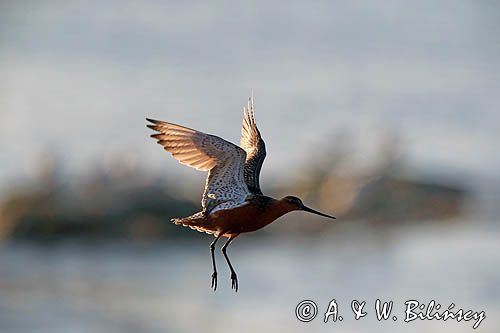 Szlamnik zwyczajny, szlamnik rdzawy, szlamik, Limosa lapponica