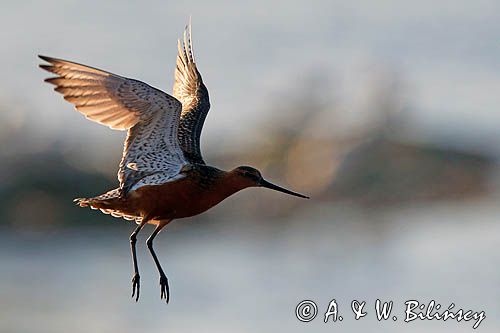 Szlamnik zwyczajny, szlamnik rdzawy, szlamik, Limosa lapponica