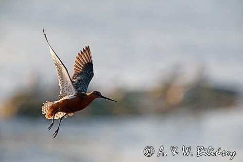 Szlamnik zwyczajny, szlamnik rdzawy, szlamik, Limosa lapponica