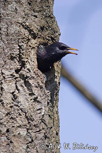 Szpak Sturnus vulgaris) .