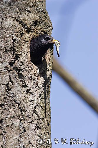 Szpak Sturnus vulgaris) .