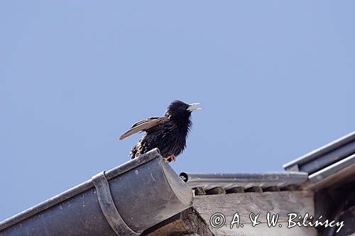 Szpak, Sturnus vulgaris, śpiewający samiec