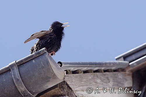 Szpak, Sturnus vulgaris, śpiewający samiec