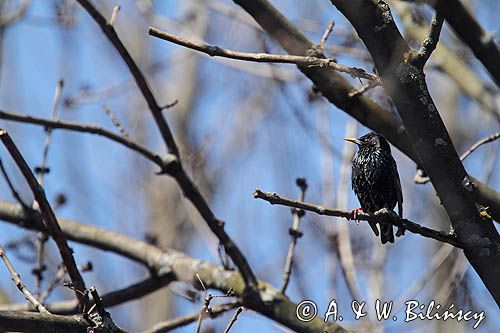 Szpak, Sturnus vulgaris