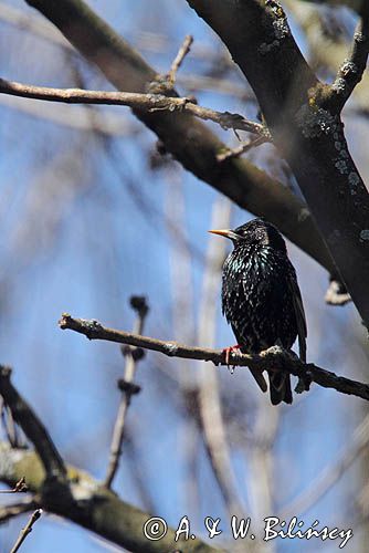 Szpak, Sturnus vulgaris