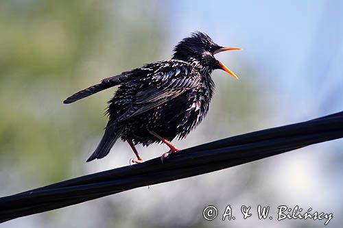 Szpak, Sturnus vulgaris