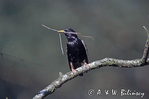 szpak, Sturnus vulgaris