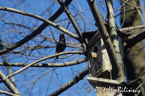 Szpaki przy budce, Sturnus vulgaris