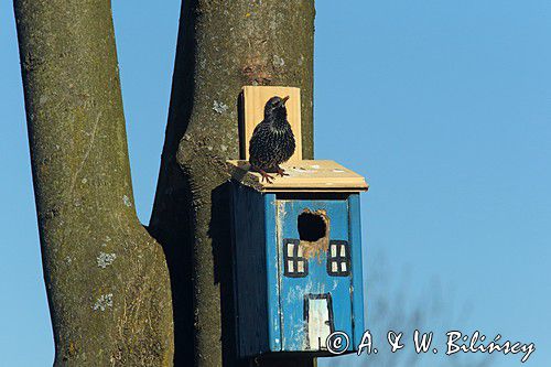 Szpak, Sturnus vulgaris przy budce