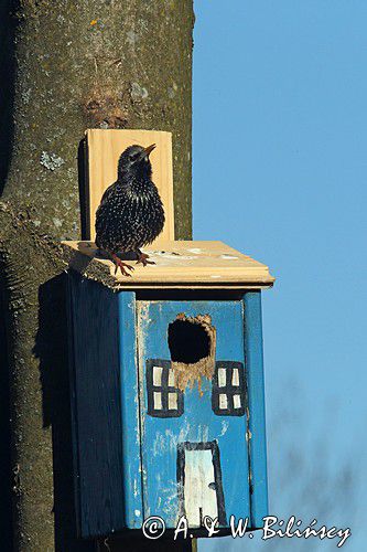 Szpak, Sturnus vulgaris przy budce