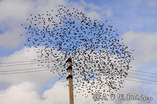 szpaki, Sturnus vulgaris, Starlings, fot. A. & W. Bilińscy