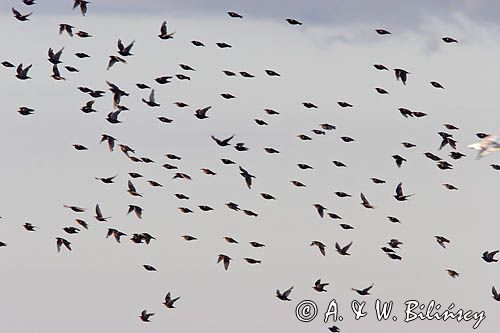 szpaki, Sturnus vulgaris