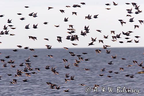 szpaki, Sturnus vulgaris