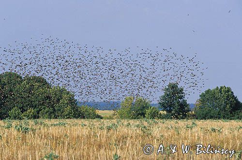 szpaki stado, Sturnus vulgaris