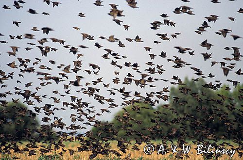 szpaki, Sturnus vulgaris, Starlings, fot. A. & W. Bilińscy