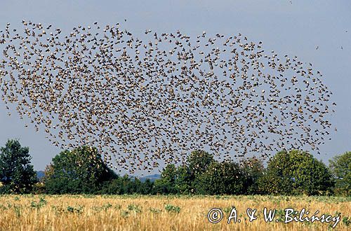 szpaki stado, Sturnus vulgaris