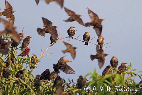 Szpaki, Sturnus vulgaris, Starlings, fot. A. & W. Bilińscy