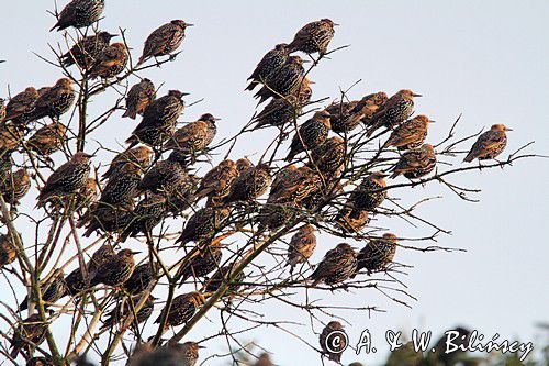 Szpak zwyczajny, szpak pospolity, szpaki, jesienne przeloty, Sturnus vulgaris