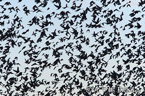 Szpak zwyczajny, szpak pospolity, szpaki, jesienne przeloty, Sturnus vulgaris