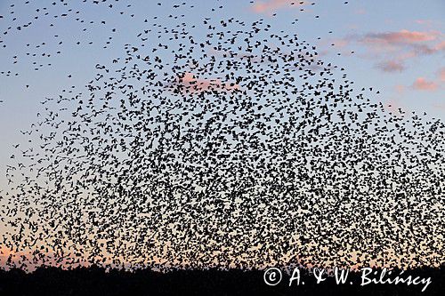 Szpak zwyczajny, szpak pospolity, szpaki, jesienne przeloty, Sturnus vulgaris