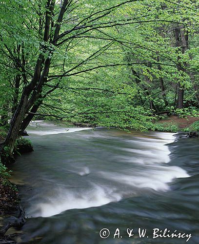 rezerwat Szumy nad Tanwią, Roztocze