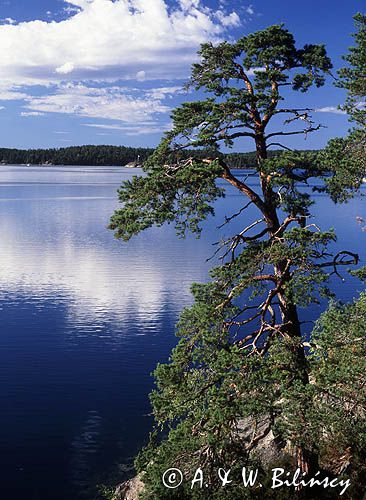 Szkiery szwedzkie, zatoka Dyviken na wyspie Orno, okolice Nynashamn, archipelag sztokholmski, Szwecja