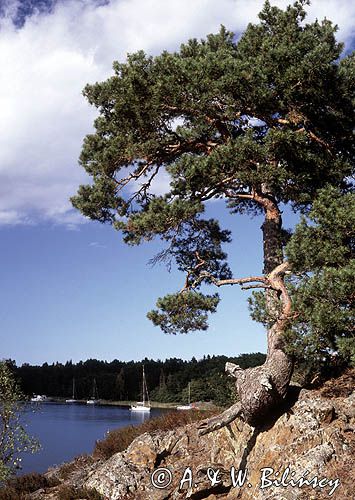 Szkiery szwedzkie, zatoka Dyviken na wyspie Orno, okolice Nynashamn, archipelag sztokholmski, Szwecja