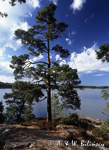 Sosna, zatoka Dyviken na wyspie Orno, okilice Nynashamn, archipelag sztokholmski, Szwecja
