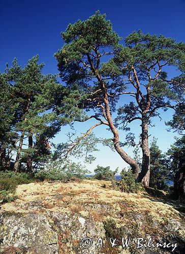 Zatoka Skutviken na wyspie Rano, okolice Nynashamn, archipelag sztokholmski, szkiery szwedzkie, Szwecja