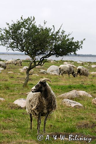 wyspa Utlangan, owce na pastwisku, szkiery koło Karlskrony, Blekinge, Szwecja