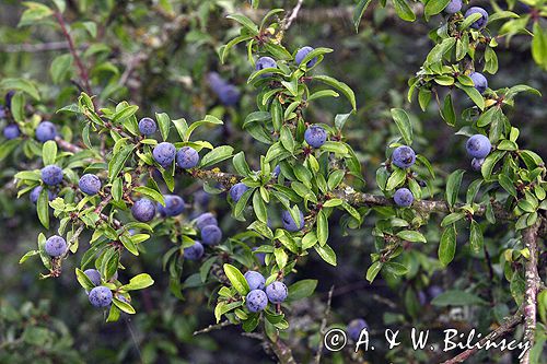 śliwa tarnina Prunus spinosa owoce