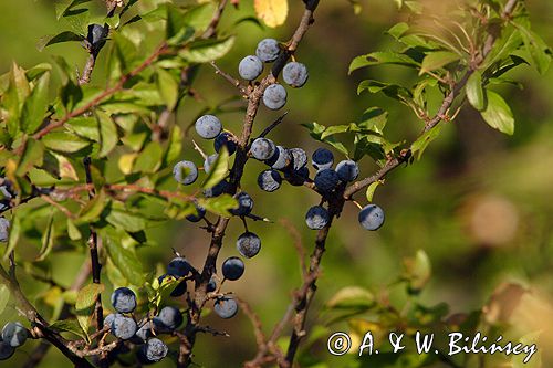 śliwa tarnina Prunus spinosa owoce