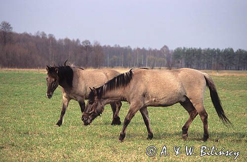 Tarpany, koniki polskie Roztocze