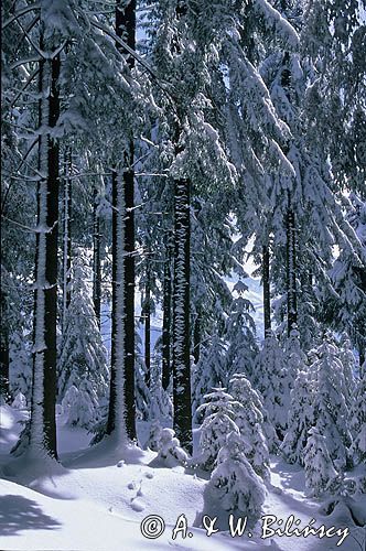 Zimowy las w Tatrach, Tatry, Polska