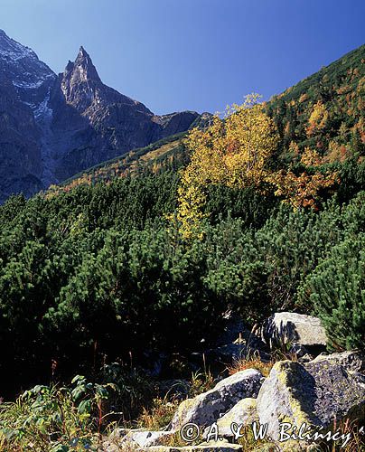 Mnich, Tatry, Tatrzański Park Narodowy, Sosna kosodrzewina, pinus mugo