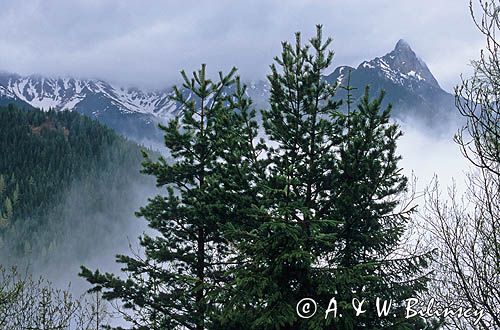 Dolina Jaworzynka i Giewont, Tatry