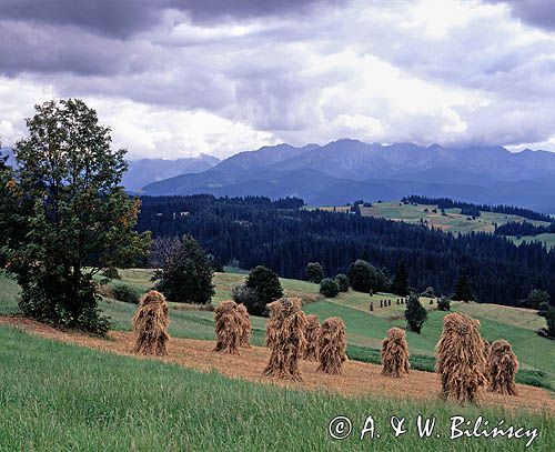 Gliczarów, kopki siana i Tatry