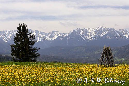 Spisz i Tatry, Rzepiska, mlecze