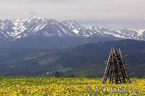 Spisz i Tatry, Rzepiska, mlecze