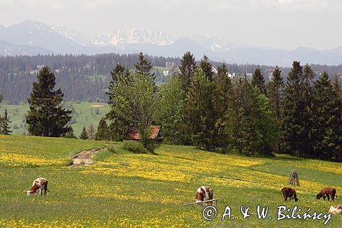 Spisz i Tatry, Rzepiska, mlecze