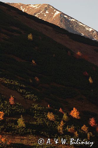 Tatry widok z Doliny Tomanowej