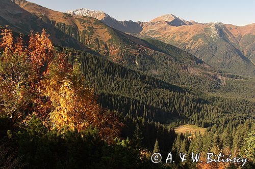 Tatry widok z Hali Tomanowej