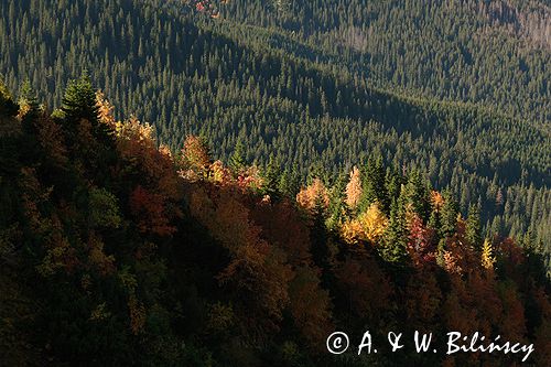 Tatry na Hali Tomanowej