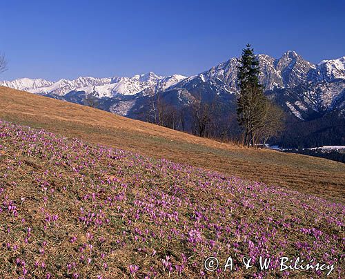 krokusy i Giewont, Podhale i Tatry, Krokus spiski, szafran spiski, Crocus scepusiensis