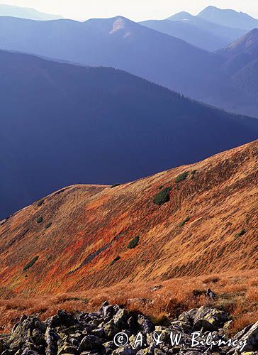 Tatry na stoku Ornaku, jesienne jagodziska na hali