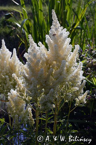 tawułka Astilbe