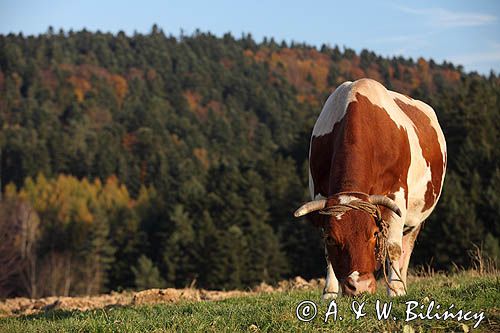 Temeszów, krowa na pastwisku, Pogórze Dynowskie
