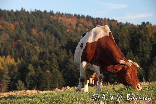 Temeszów, krowa na pastwisku, Pogórze Dynowskie