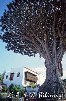 Wyspy Kanaryjskie, Teneryfa, Drago Milenario Icod De Los Vinos, Dracena właściwa